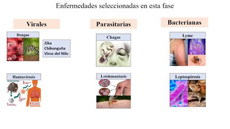 Comparativa de imágenes virales y su origen geográfico.