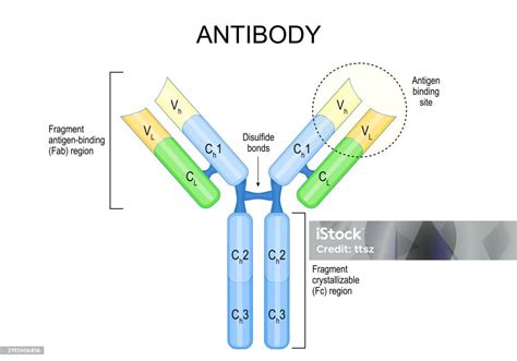 Bebé siendo amamantado con ilustración de nutrientes y anticuerpos