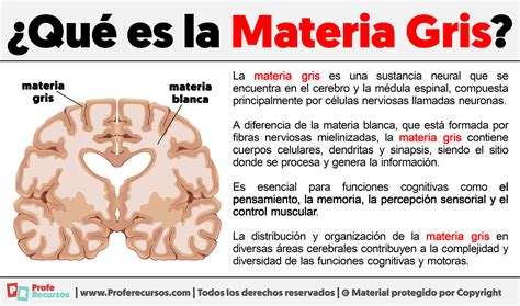 Infografía del cerebro humano destacando la materia gris y las regiones frontales
