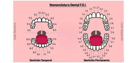 Diagrama de la dentición permanente con numeración universal