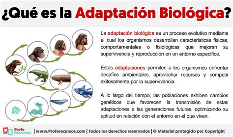 Infografía que muestra la importancia de la adaptación en programas de bienestar y educación para adultos mayores