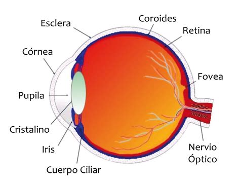 Esquema del ojo humano mostrando las partes que afectan la visión
