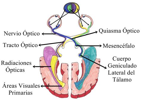 Esquema de las vías visuales en el cerebro