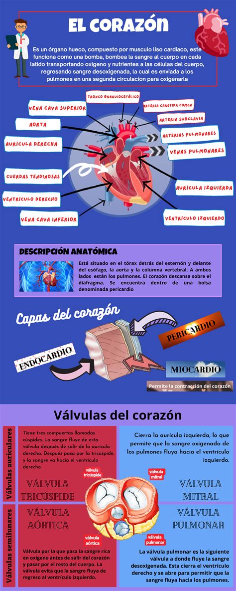 Infografía sobre los efectos del envejecimiento en el corazón y los vasos sanguíneos