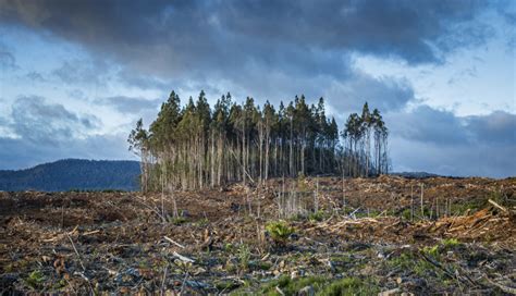Diagrama mostrando la interacción entre el cambio climático, la pérdida de biodiversidad y las amenazas a los ecosistemas.