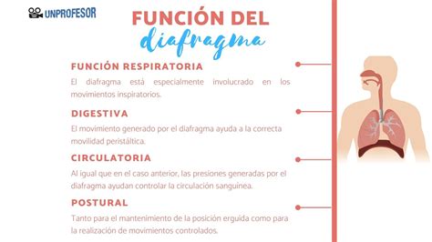 Infografía: Anatomía del diafragma y su función en la respiración y el hipo
