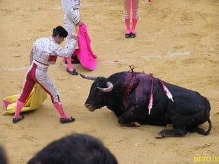 Infografía detallando las heridas y el proceso de sufrimiento del toro durante la lidia