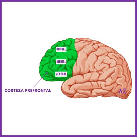 Ilustración del cerebro humano señalando la corteza prefrontal