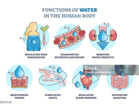 Esquema de las funciones del agua en el cuerpo humano