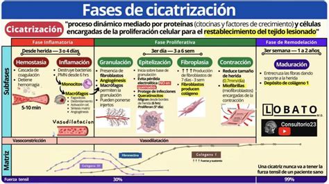 Diagrama del proceso de cicatrización de heridas.