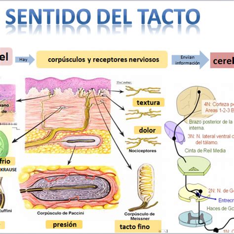 Esquema sobre la estimulación sensorial: iconos que representan el tacto, la audición, el olfato y la orientación espacial en un entorno de juego adaptado.