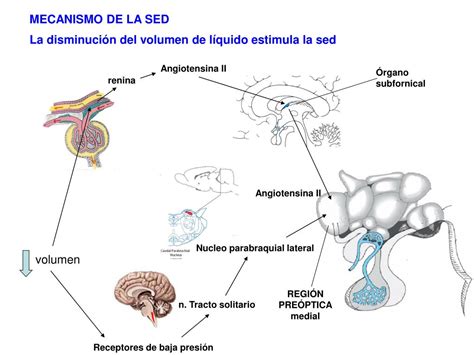 Esquema del hipotálamo y los centros reguladores de la sed en el cerebro