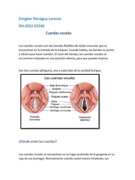 Esquema de las cuerdas vocales y la laringe