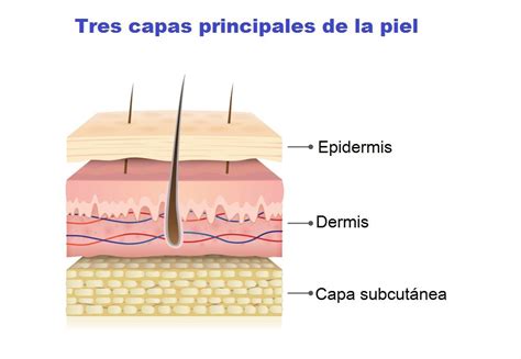diagrama de las capas de la piel del pie