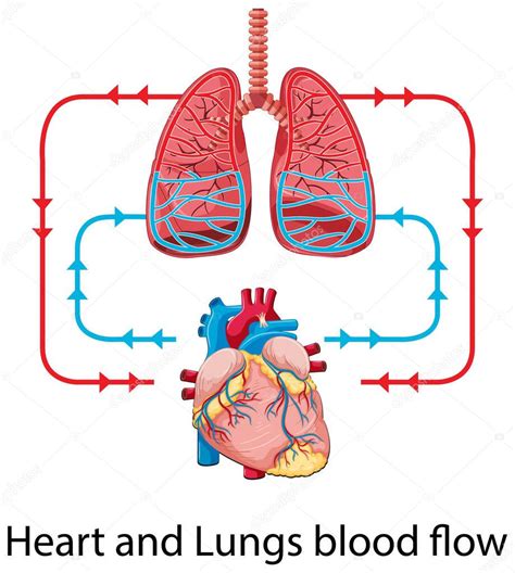 Diagrama de corazón con flujo sanguíneo afectado y músculo cardíaco debilitado