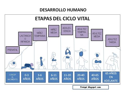 Diagrama de etapas de la vida