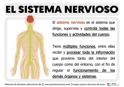 Esquema de funcionamiento de la TENS en el sistema nervioso