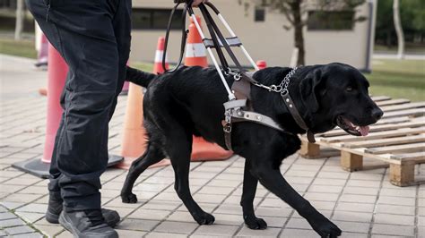 Fotografía de un perro guía con arnés trabajando en un entorno urbano