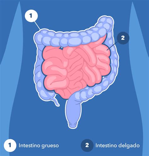 Esquema del sistema digestivo mostrando el intestino grueso