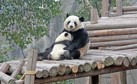 Foto de un cuidador de pandas bebés abrazando a varios cachorros