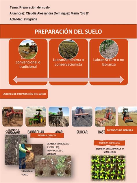 Infografía del proceso de preparación de bambú para pandas
