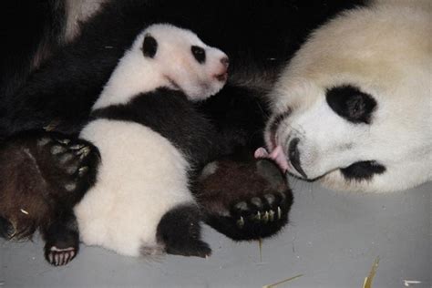 Foto de una osa panda con su cría, mientras otra es alimentada por cuidadores