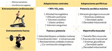 cuatro iconos representando los pilares del entrenamiento: fuerza, cardio, flexibilidad y equilibrio
