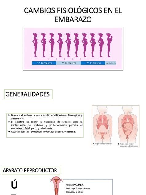 Esquema gráfico que ilustra los cambios fisiológicos en el sistema reproductivo masculino y femenino con la edad.