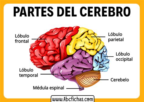 Infografía que muestra las áreas del cerebro estimuladas al jugar bingo: atención, memoria visual y toma de decisiones.