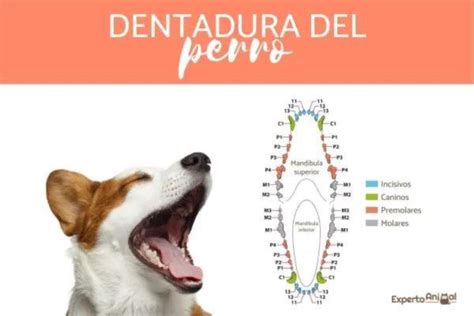 Diagrama de la dentadura canina y áreas comunes de desgaste en perros mayores