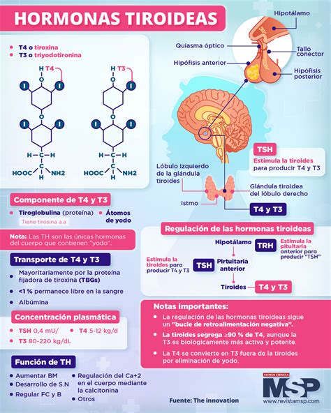 Esquema explicativo sobre la transferencia de hormonas tiroideas maternas al feto y su papel en la migración neuronal durante el primer trimestre.