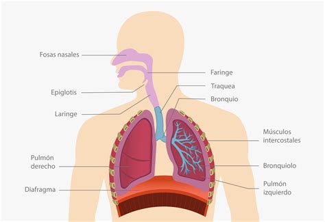 Esquema del sistema respiratorio con mucosidad