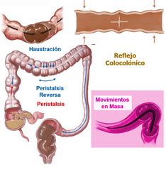 Esquema anatómico mostrando el proceso de la motilidad intestinal y cómo el ejercicio estimula el peristaltismo en el colon.