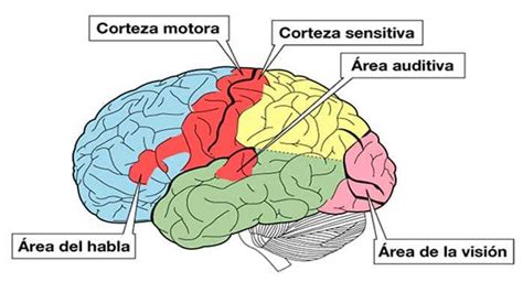 Ilustración de las diferentes áreas sensoriales estimuladas en rehabilitación