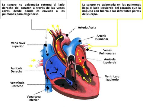 Esquema de cómo los betabloqueantes afectan el corazón y los vasos sanguíneos