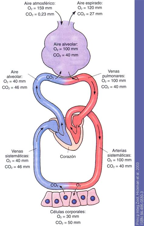 Esquema ilustrativo del sistema circulatorio y el intercambio gaseoso entre pulmones y células.
