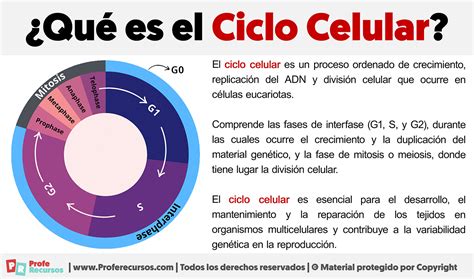 Esquema biológico: el ciclo de vida celular, la apoptosis y el acortamiento de los telómeros como mecanismos de envejecimiento.