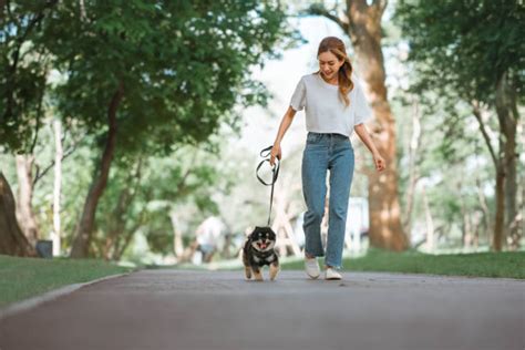 Perro feliz con su cuidador paseando por un parque