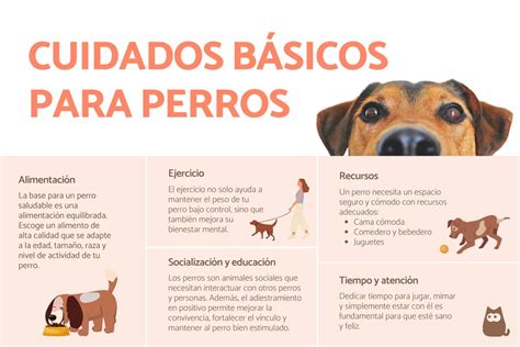 Diversas opciones de cuidado para perros: residencia, cuidador a domicilio, paseador