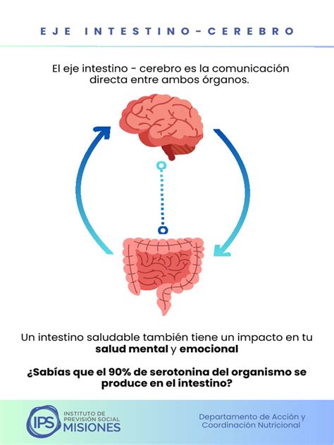 Esquema de ejes intestino-cerebro y intestino-músculo
