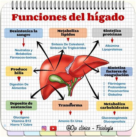 Diagrama de las funciones hepáticas en perros