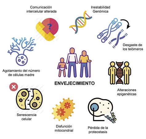 Infografía: Cambios biológicos a nivel celular y orgánico en el envejecimiento