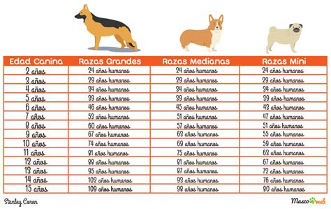 Esquema de las edades caninas según el tamaño de la raza