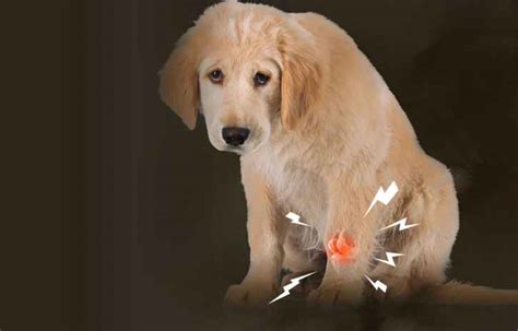 Ilustración de un perro senior con dolor articular