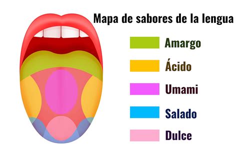 Ilustración de la lengua con las zonas de percepción de sabores