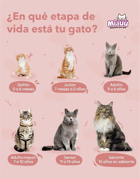 infografía sobre las etapas de vida del gato: desde gatito hasta senior (10+ años) y sus necesidades específicas