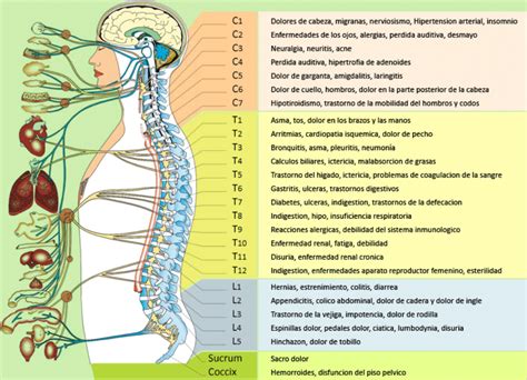 esquema anatómico mostrando las zonas de la columna y nervios periféricos que afectan la movilidad de las patas