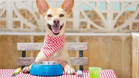 perro adulto feliz comiendo, con énfasis en la piel y el pelaje saludables