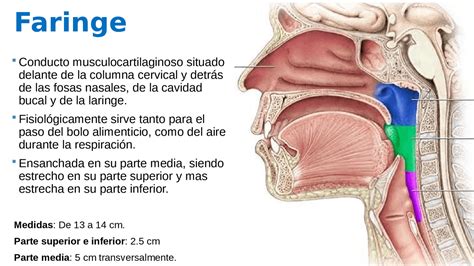 Esquema anatómico de la cavidad oral, faringe y esófago