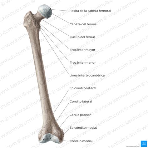Esquema anatómico que muestra la ubicación del fémur y su conexión entre la pelvis y la rodilla.